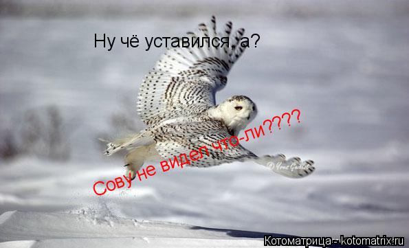 Котоматрица: Ну чё уставился, а? Сову не видел что-ли????