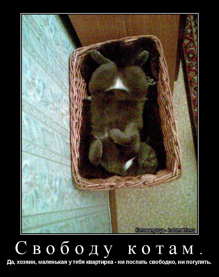Котоматрица: Свободу котам. Да, хозяин, маленькая у тебя квартирка - ни поспать свободно, ни погулять.