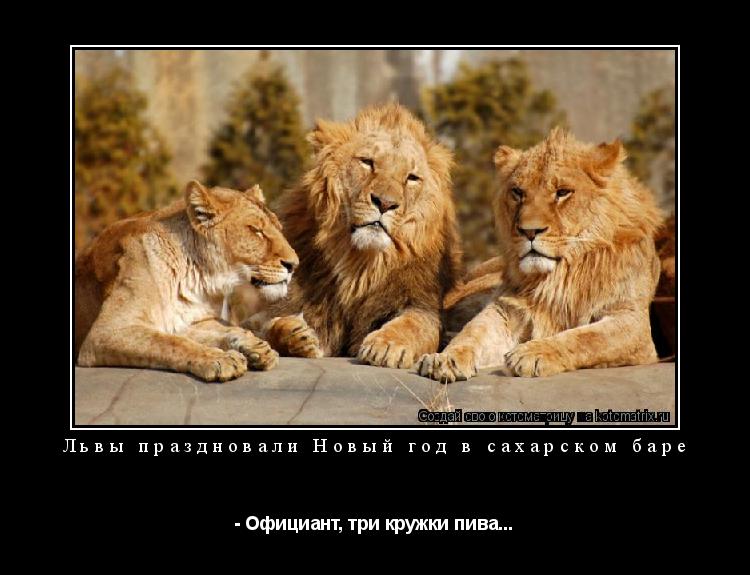 Котоматрица: Львы праздновали Новый год в сахарском баре - Официант, три кружки пива...