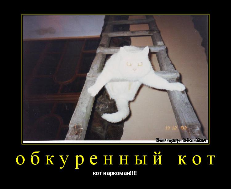 Котоматрица: обкуренный кот кот наркоман!!!!