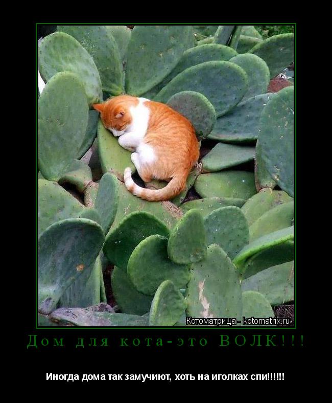 Котоматрица: Дом для кота-это ВОЛК!!! Иногда дома так замучиют, хоть на иголках спи!!!!!!