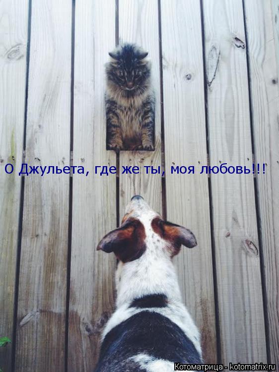 Котоматрица: О Джульета, где же ты, моя любовь!!!