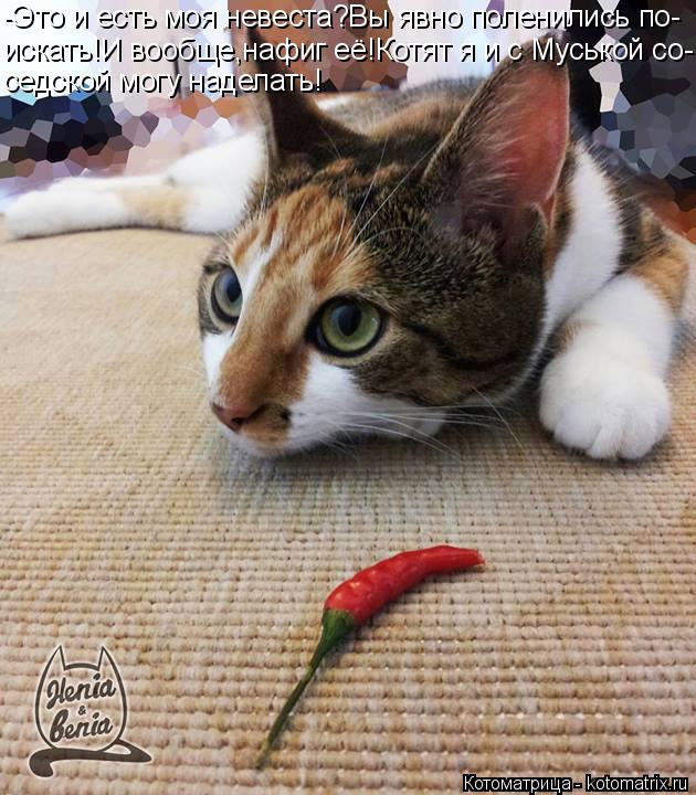 Котоматрица: -Это и есть моя невеста?Вы явно поленились по- искать!И вообще,нафиг её!Котят я и с Муськой со- седской могу наделать!