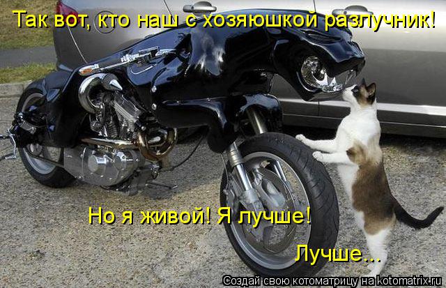 Котоматрица: Так вот, кто наш с хозяюшкой разлучник! Но я живой! Я лучше!  Лучше...