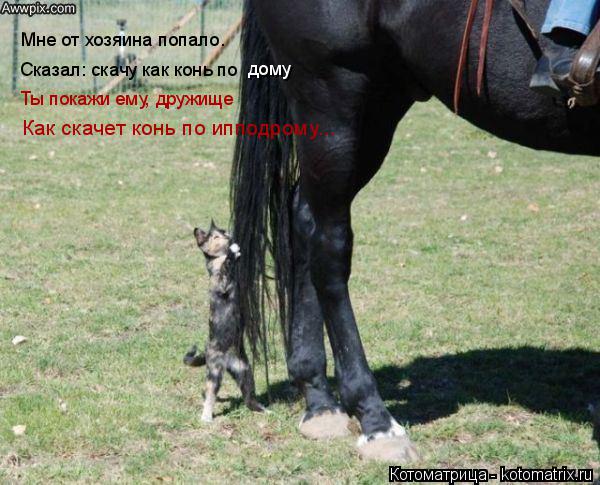 Котоматрица: Мне от хозяина попало. Сказал: скачу как конь по дому Как скачет конь по ипподрому... Ты покажи ему, дружище