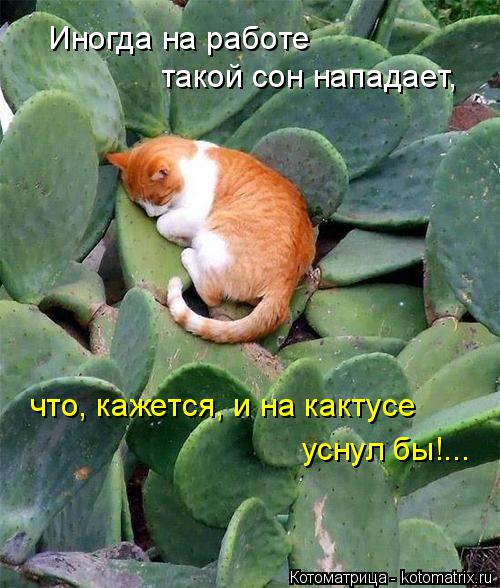 Котоматрица: что, кажется, и на кактусе уснул бы!... Иногда на работе такой сон нападает,