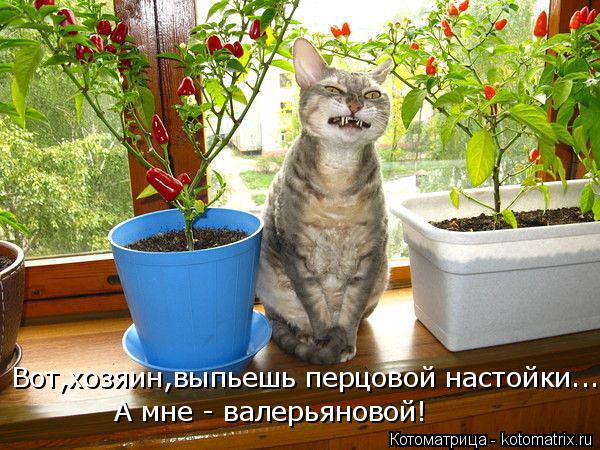 Котоматрица: Вот,хозяин,выпьешь перцовой настойки... А мне - валерьяновой!