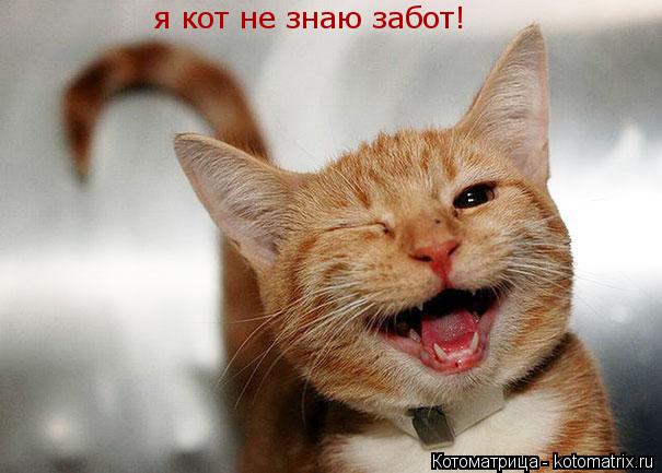 Котоматрица: я кот не знаю забот!