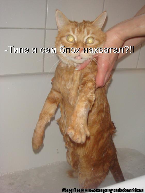Котоматрица: -Типа я сам блох нахватал?!!