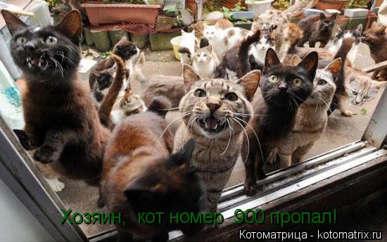Котоматрица: Хозяин,  кот номер  900 пропал!
