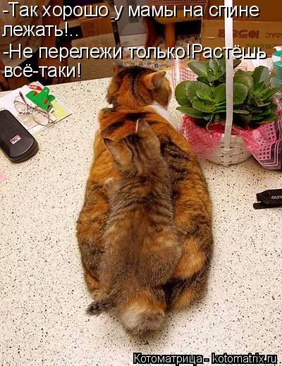Котоматрица: -Так хорошо у мамы на спине лежать!.. -Не перележи только!Растёшь всё-таки!
