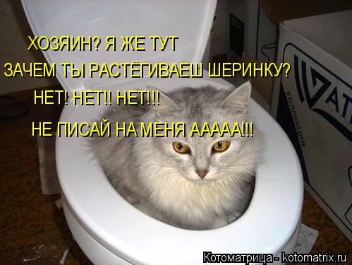 ХОЗЯИН? Я ЖЕ ТУТ ЗАЧЕМ ТЫ РАСТЁГИВАЕШ ШЕРИНКУ? НЕТ! НЕТ!! НЕТ!!! НЕ ПИСАЙ НА МЕНЯ ААААА!!!... Котоматрица: ХОЗЯИН? Я ЖЕ ТУТ ЗАЧЕМ ТЫ РАСТЁГИВАЕШ ШЕРИНКУ? НЕТ! НЕТ!! НЕТ!!! НЕ ПИСАЙ НА МЕНЯ ААААА!!!