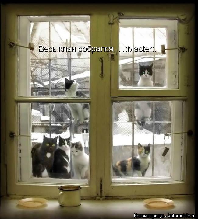 Котоматрица: Весь клан собрался... .:Master:.