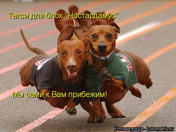 Котоматрица: Такси для блох "Ностардамус" Мы сами к Вам прибежим!