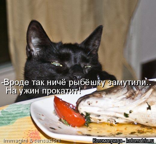 Котоматрица: -Вроде так ничё рыбёшку замутили.. На ужин прокатит!