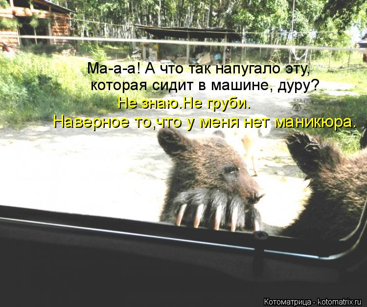 Котоматрица: Ма-а-а! А что так напугало эту, которая сидит в машине, дуру? Не знаю.Не груби. Наверное то,что у меня нет маникюра.
