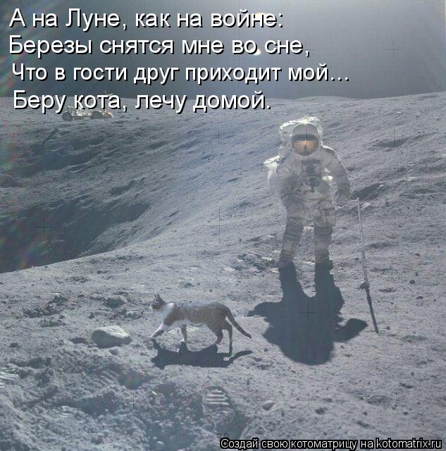 Котоматрица: А на Луне, как на войне: Березы снятся мне во сне, Что в гости друг приходит мой… Беру кота, лечу домой.
