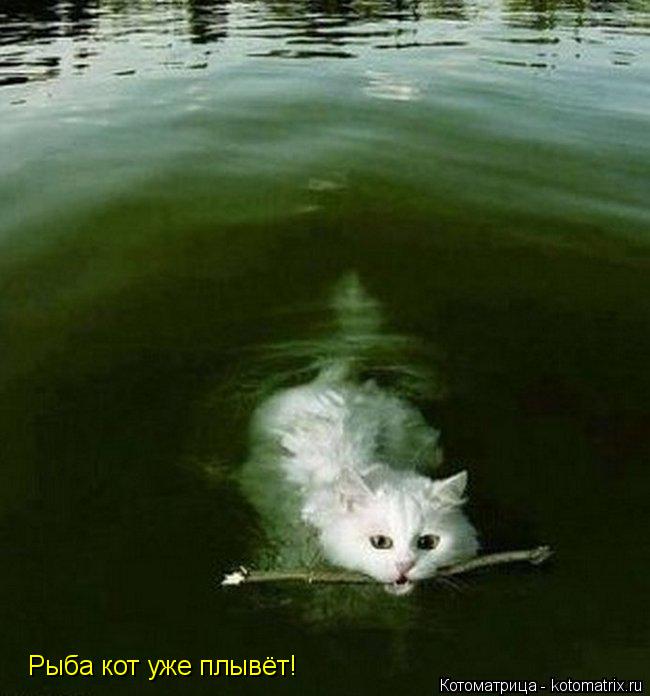 Котоматрица: Рыба кот уже плывёт!