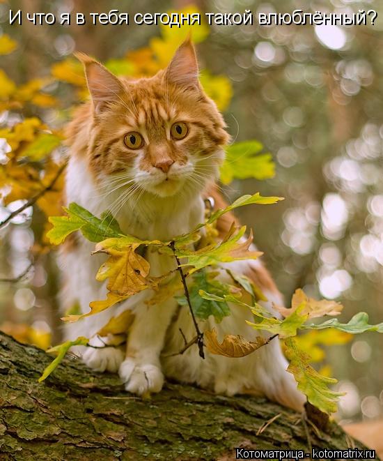 Котоматрица: И что я в тебя сегодня такой влюблённый?