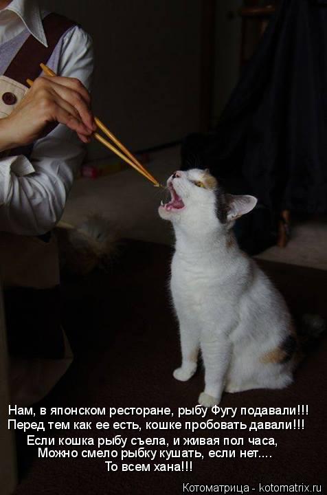 Котоматрица: Нам, в японском ресторане, рыбу Фугу подавали!!! Перед тем как ее есть, кошке пробовать давали!!! Если кошка рыбу съела, и живая пол часа, Можно 