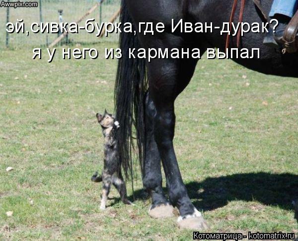 Котоматрица: эй,сивка-бурка,где Иван-дурак? я у него из кармана выпал
