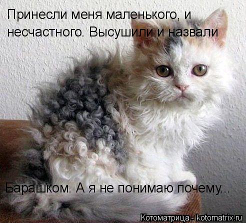 Котоматрица: Принесли меня маленького, и  несчастного. Высушили и назвали  Барашком. А я не понимаю почему...