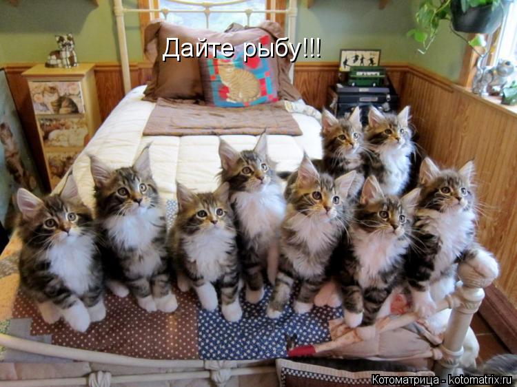 Котоматрица: Дайте рыбу!!!
