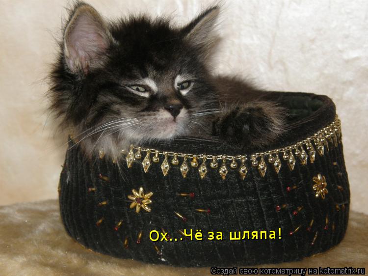 Котоматрица: Ох...Чё за шляпа!