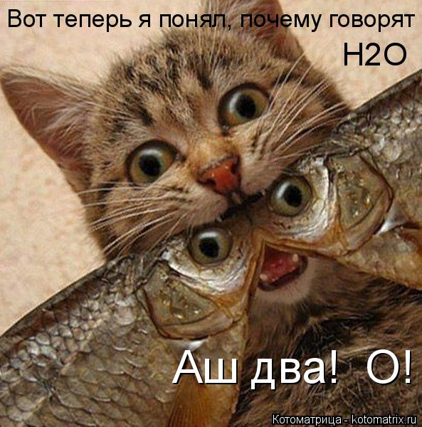 Вот теперь я понял, почему говорят H2O Аш два! О!... Котоматрица: Вот теперь я понял, почему говорят H2O Аш два! О!