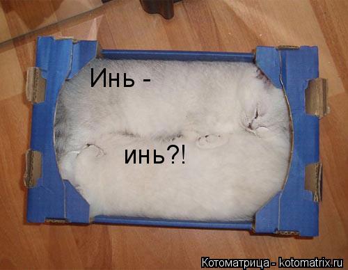 Котоматрица: Инь - инь?!