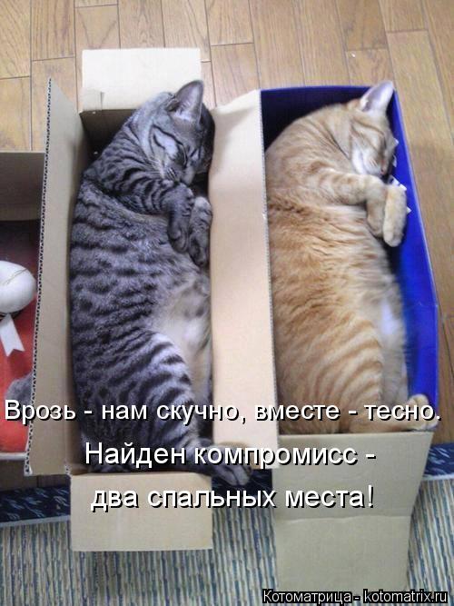 Котоматрица: Врозь - нам скучно, вместе - тесно. Найден компромисс - два спальных места!