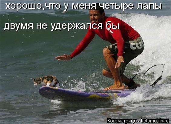 Котоматрица: хорошо,что у меня четыре лапы двумя не удержался бы