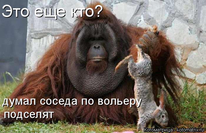 Котоматрица: Это еще кто? думал соседа по вольеру подселят