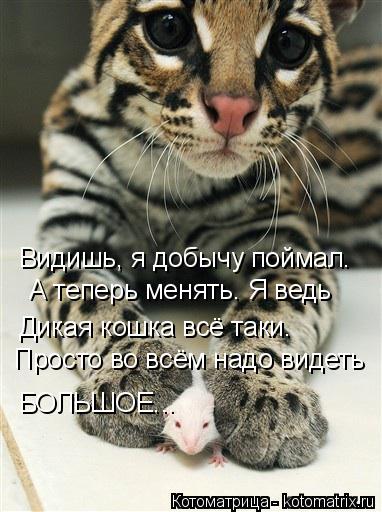 Котоматрица: Видишь, я добычу поймал. А теперь менять. Я ведь Дикая кошка всё таки. Просто во всём надо видеть БОЛЬШОЕ...
