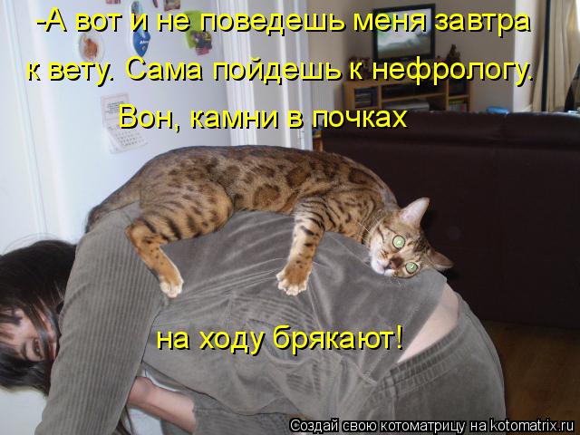 Котоматрица: -А вот и не поведешь меня завтра к вету. Сама пойдешь к нефрологу. Вон, камни в почках на ходу брякают!