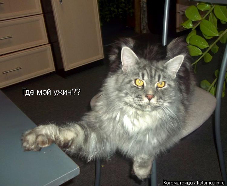 Котоматрица: Где мой ужин??