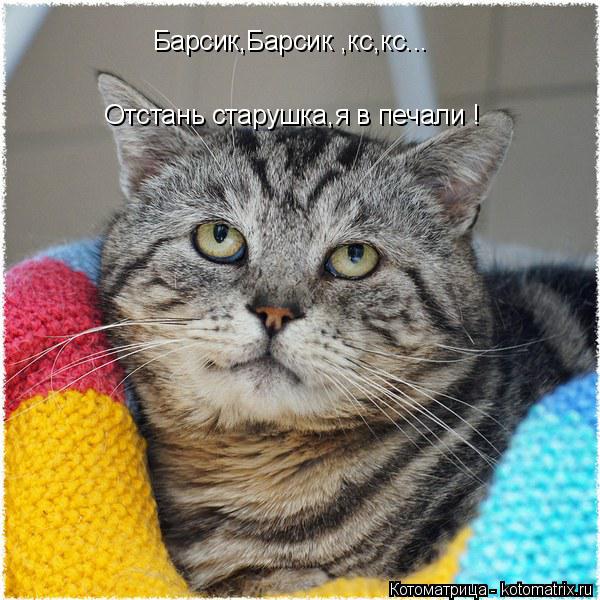 Отстань старушка,я в печали ! Барсик,Барсик ,кс,кс...... Котоматрица: Отстань старушка,я в печали ! Барсик,Барсик ,кс,кс...