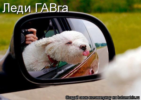 Котоматрица: Леди ГАВга