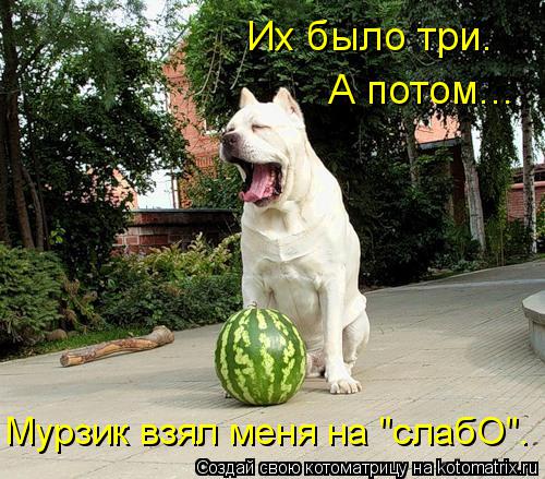 Котоматрица: Их было три. А потом... Мурзик взял меня на "слабО".