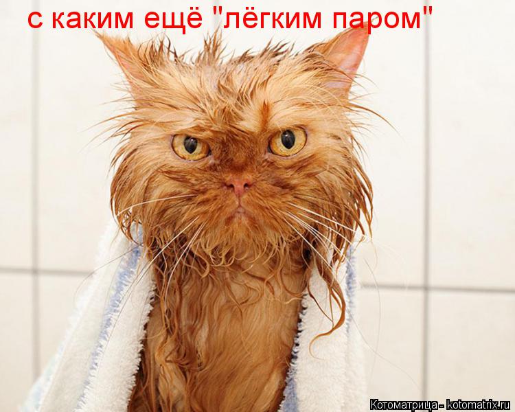 Котоматрица: с каким ещё "лёгким паром"