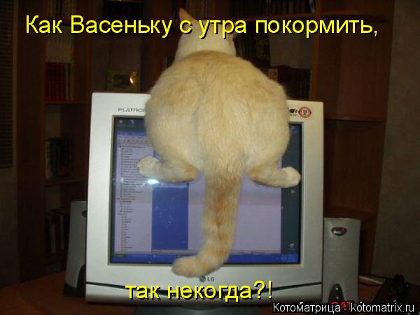 Как Васеньку с утра покормить, так некогда?!... Котоматрица: Как Васеньку с утра покормить, так некогда?!