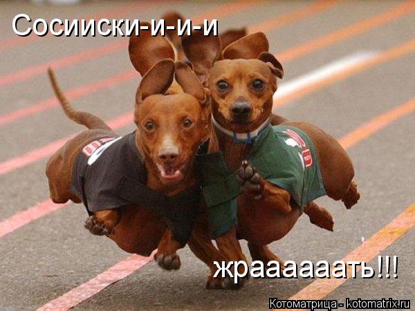 Котоматрица: Сосииски-и-и-и жраааааать!!!