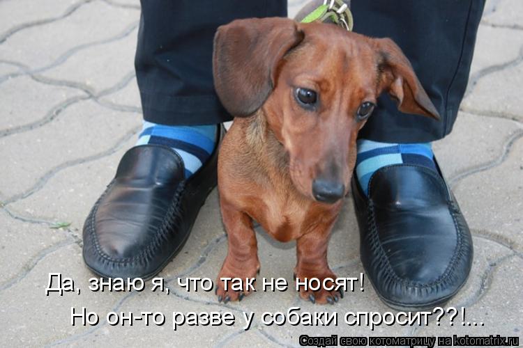 Котоматрица: Да, знаю я, что так не носят! Но он-то разве у собаки спросит??!...