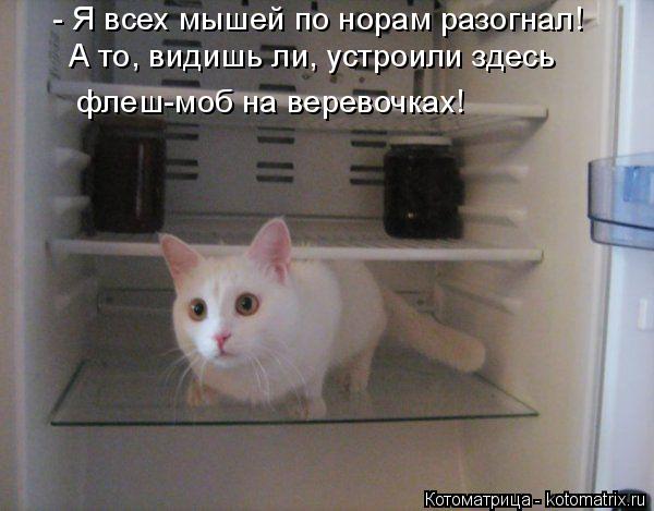 Котоматрица: флеш-моб на веревочках! - Я всех мышей по норам разогнал! А то, видишь ли, устроили здесь