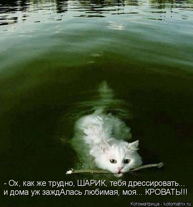 Котоматрица: - Ох, как же трудно, ШАРИК, тебя дрессировать... и дома уж заждАлась любимая, моя... КРОВАТЬ!!!