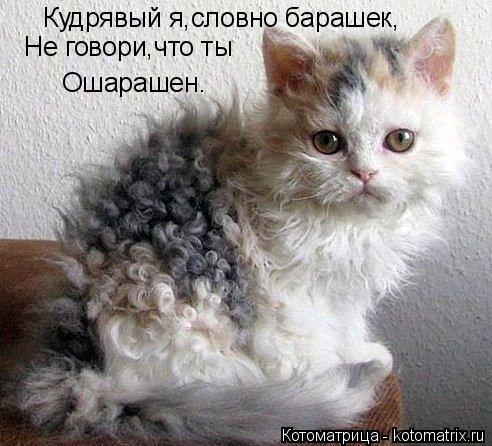 Котоматрица: Кудрявый я,словно барашек, Не говори,что ты Ошарашен.
