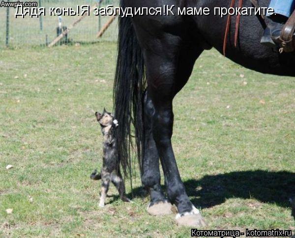 Дядя конь!Я заблудился!К маме прокатите.... Котоматрица: Дядя конь!Я заблудился!К маме прокатите.