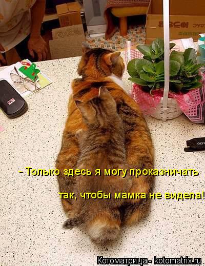 Котоматрица: - Только здесь я могу проказничать так, чтобы мамка не видела!