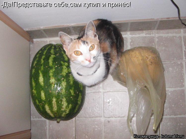 Котоматрица: -Да!Представьте себе,сам купил и принёс!