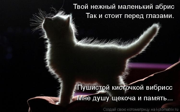 Котоматрица: Твой нежный маленький абрис Так и стоит перед глазами. Пушистой кисточкой вибрисс Мне душу щекоча и память...